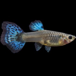 Guppy Female Blue Grass 3cm