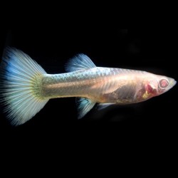 Guppy Female albino full platinum 3cm