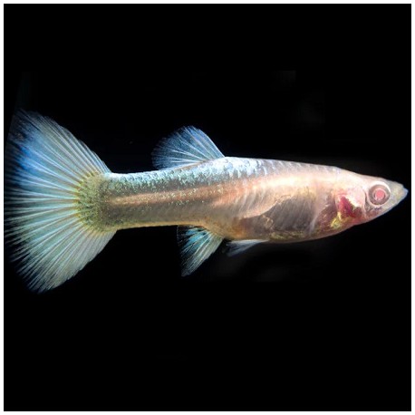 Guppy Female albino full platinum 3cm