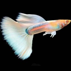 Guppy Male albino full platinum 3cm