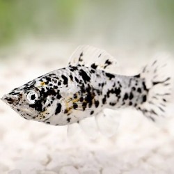 Molly Dalmatian sailfin 6cm