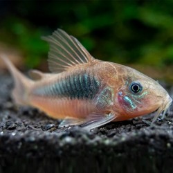 Corydoras Red 2.5cm