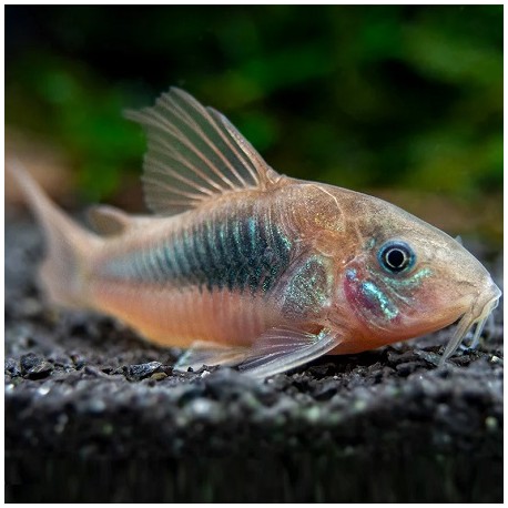 Corydoras Red 2.8cm