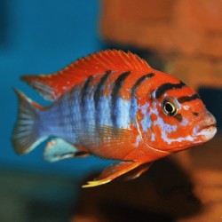 Labidochromis Hongi Red top 3.5cm