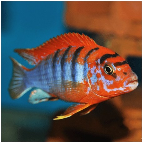 Labidochromis Hongi Red top 3.5cm