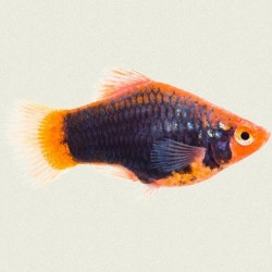 Platy Black hamburg 3cm