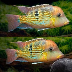 Geophagus Gold dust eartheater 2.5cm