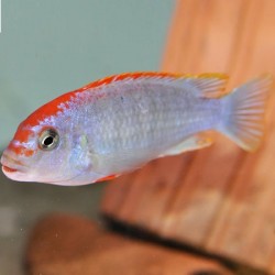 Pseudotropheus red top ndumbi 4cm