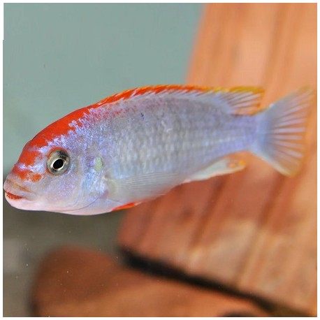 Pseudotropheus red top ndumbi 4cm