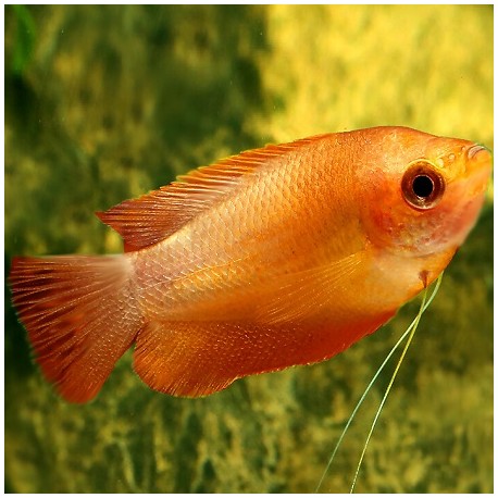 Gourami Sunset 3.5cm