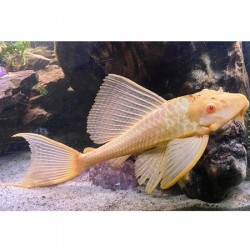 Plecostomus Albino Red Eye Leopard 6cm