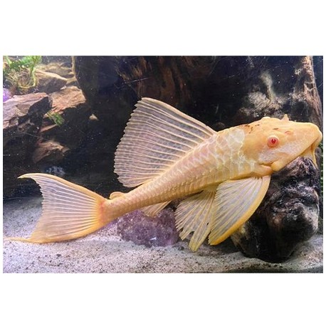 Plecostomus Albino Red Eye Leopard 6cm