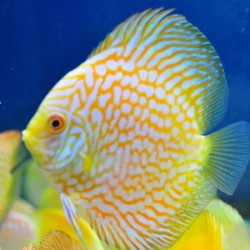 Discus Yellow Pigeon 5cm