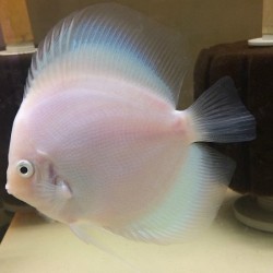 Discus White Diamond 5cm