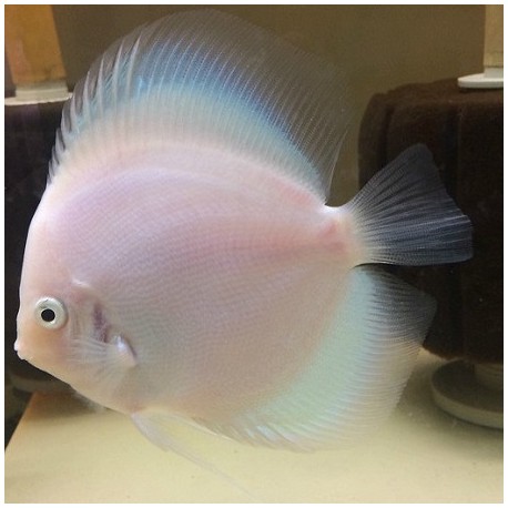 Discus White Diamond 5cm