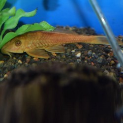 Hypostomus plecostomus Brown 7.5cm