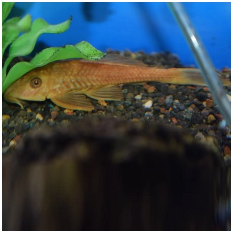 Hypostomus plecostomus Brown 7.5cm