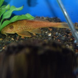 Hypostomus plecostomus Chocolate 10cm