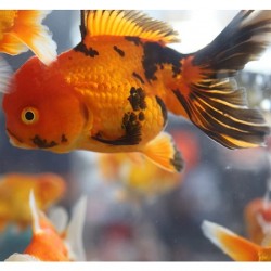 Oranda Orange-Black 10cm