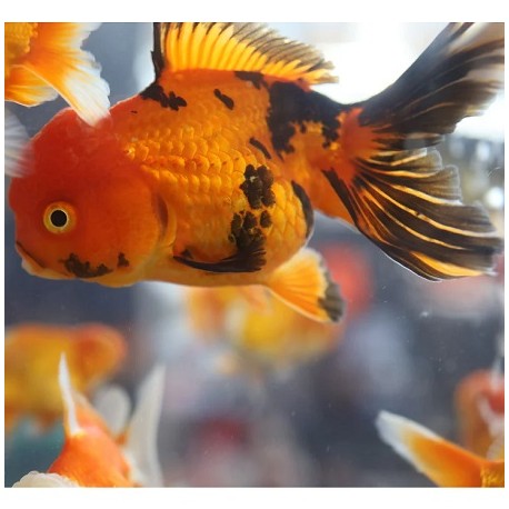 Oranda Orange-Black 10cm