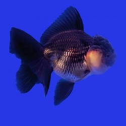 Oranda Black Lionhead 6cm