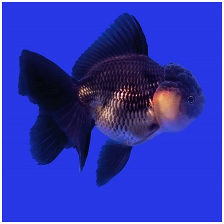 Oranda Black 6cm