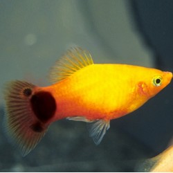 Platy yellow Mickey Mouse 3cm