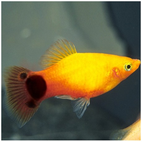 Platy yellow Mickey Mouse 3cm