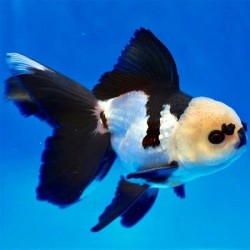 Oranda Panda 4cm