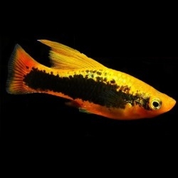 Platy Variatus Highfin 4cm