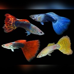 Guppy Mix Male Grade A 3cm