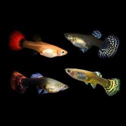 Guppy Mix Female Grade A 3cm