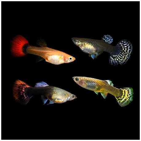 Guppy Mix Female Grade A 3cm