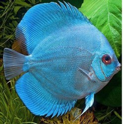 Discus Blue Diamond 5cm