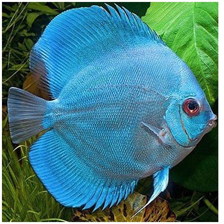 Discus Blue Diamond 5cm