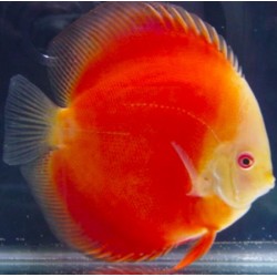 Discus Red Melon 5cm