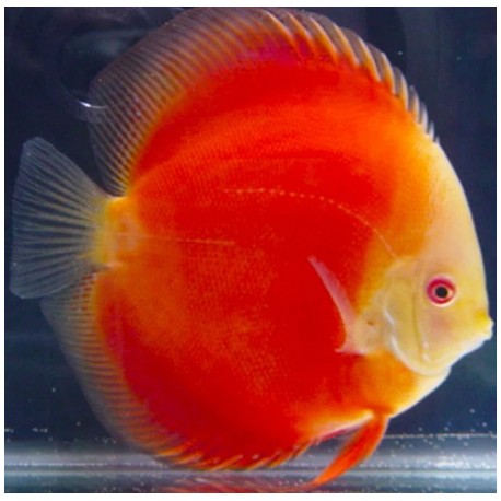 Discus Red Melon 5cm