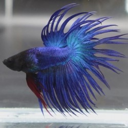 Μονομάχος Blue Crowntail No24