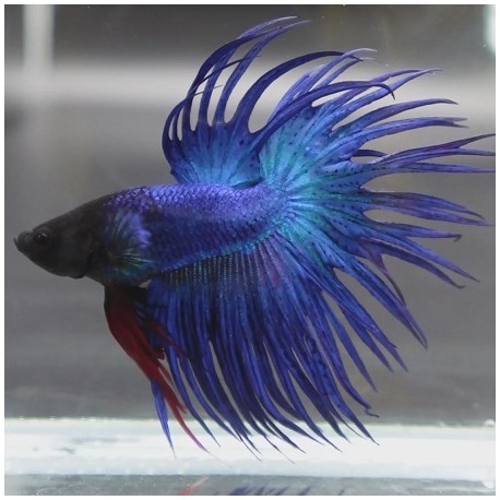 Μονομάχος Blue Crowntail No24