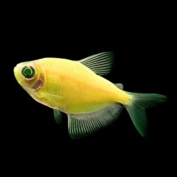 Glowfish Tetra Electric yellow