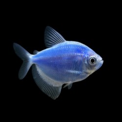 Glowfish Tetra Cosmic blue