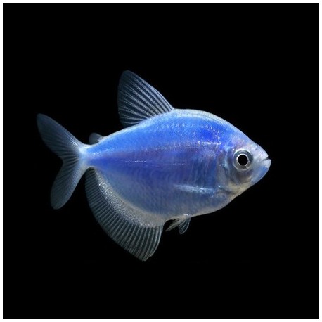 Glowfish Tetra Cosmic blue