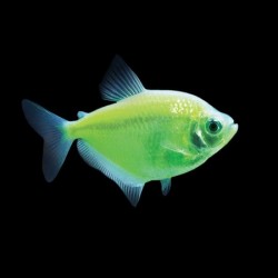 Glowfish Tetra Electric green