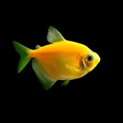 Glowfish Tetra Sunburst orange