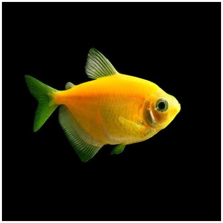 Glowfish Tetra Sunburst orange