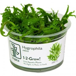 Hygrophila odora 1-2-Grow