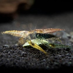 Wild form cherry shrimp 1.5-2cm