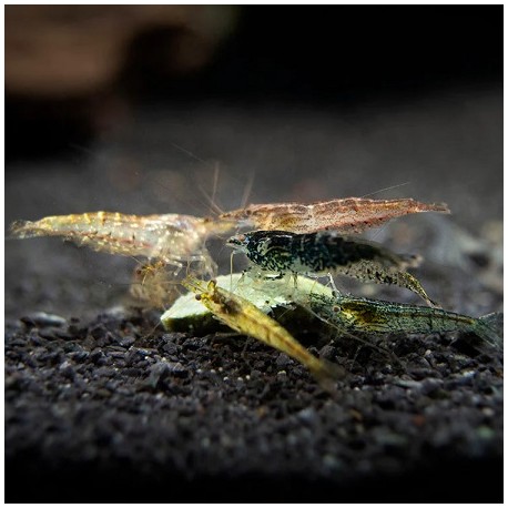 Wild form cherry shrimp 1.5-2cm