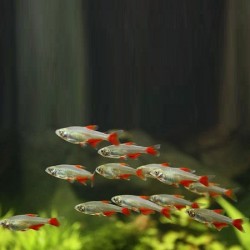 Argentine Blood Fin Tetra 2.3cm