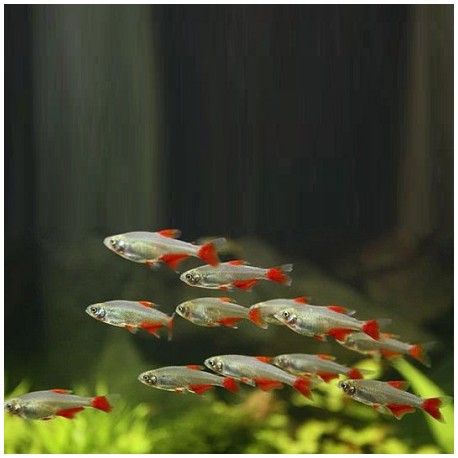 Argentine Blood Fin Tetra 2.3cm